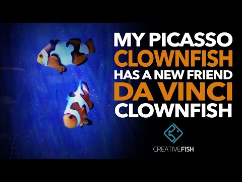 download lagu mp3 mp4 Picasso Clownfish, download lagu Picasso Clownfish gratis, unduh video klip Picasso Clownfish