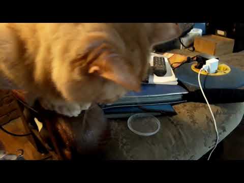 Mijn Katter Tijger 😻😹🐈