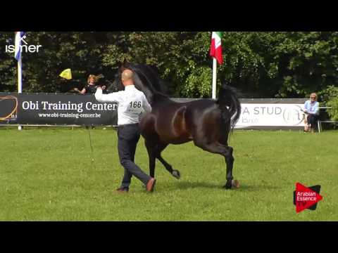 N.166 PREFERANS - Ströhen 2017 Int B-Show - 10 Years Old and Older Stallions (Class N)