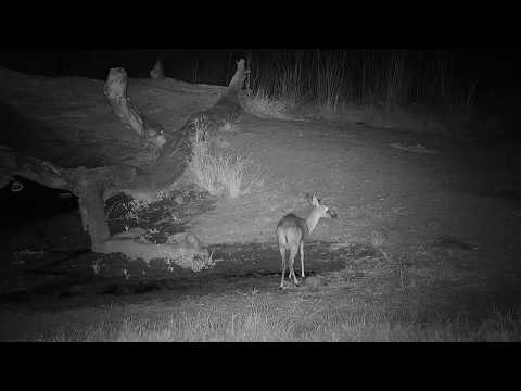 Djuma: Common Grey Duiker - 18:53 - 05/06/19