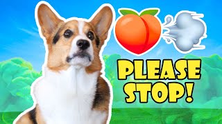 My CORGI DISGUSTED By FART SOUNDS! || Life After College: Ep. 741