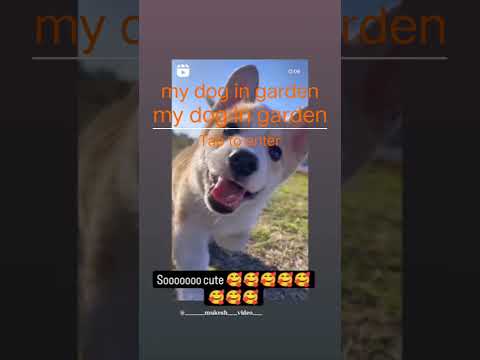 my dog in garden please subscribe to my channel guys