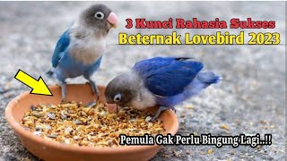 Download lagu Rahasia Sukses Beternak Lovebird‼️Ternak Lovebird Khusus Pemula mp3 Download lagu Rahasia Sukses Beternak Lovebird‼️Ternak Lovebird Khusus Pemula mp3