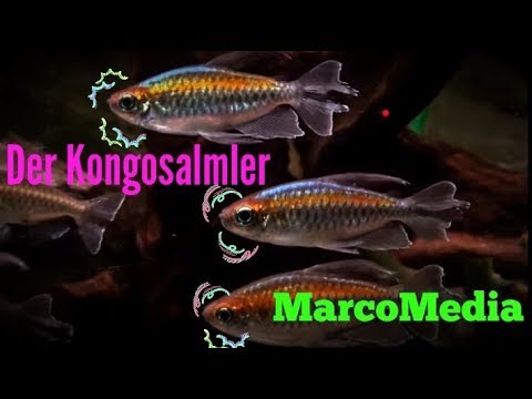 Der Blaue Kongosalmler- Phenacogrammus interruptus