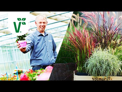 Sind alle Gräser winterhart? (Gräser pflegen) - Volkers Gartenwissen