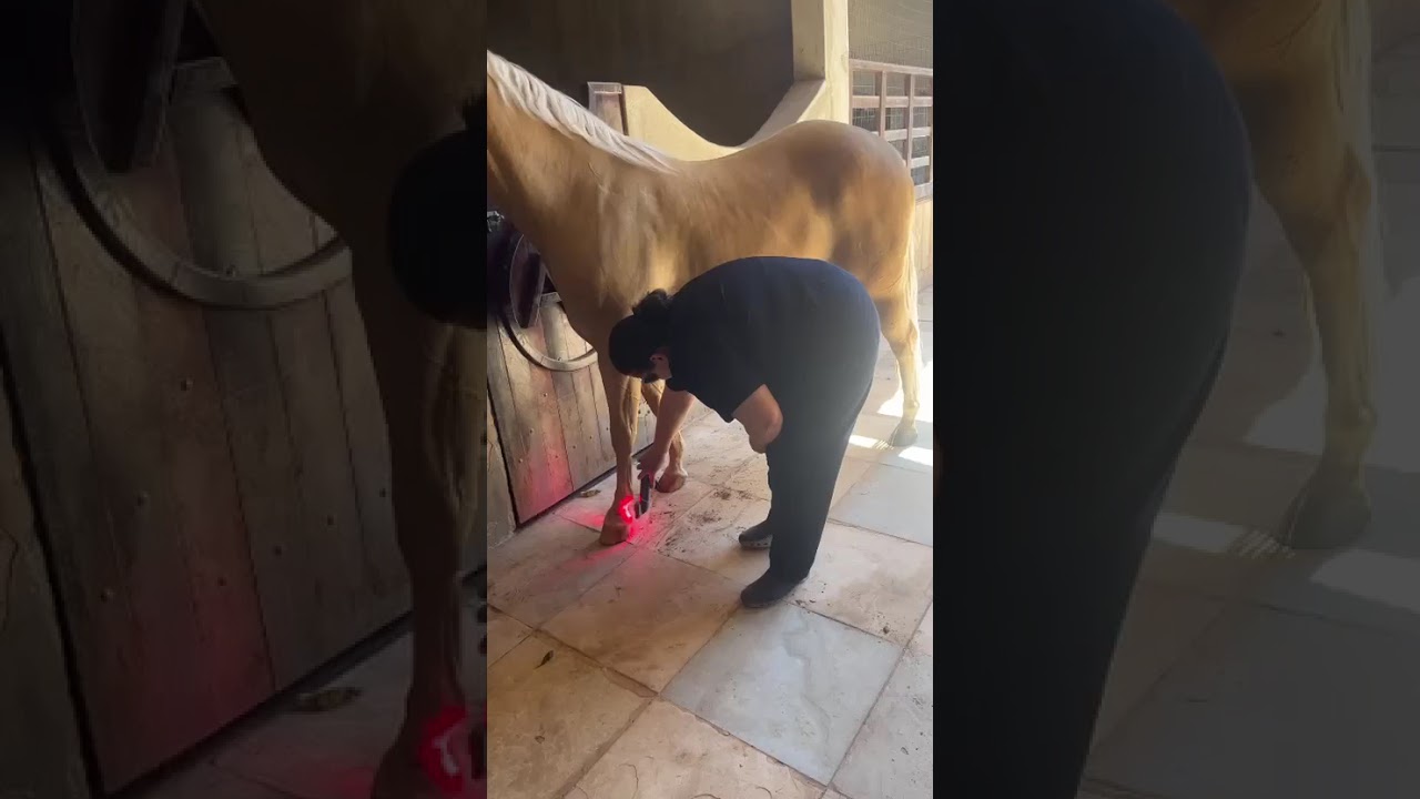 Sunny video