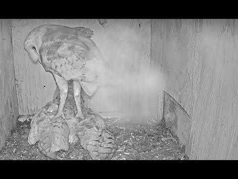 Huge rabbit: Female barn owl returns home with prey followed by the male who STANDS on her....