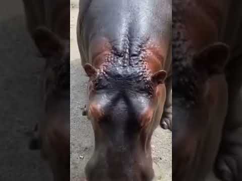 Hippopotamus 🦛 satisfying #shorts #hippopotamus