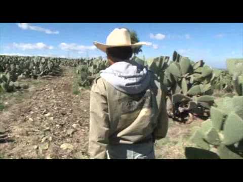 El Nopal Tunero - Documental CULTIVOS EJEMPLARES