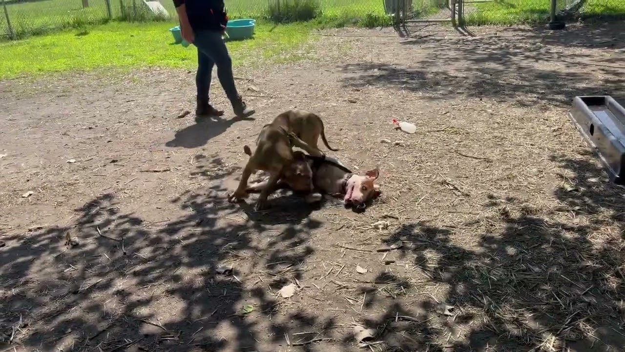 Pippet's Video 3