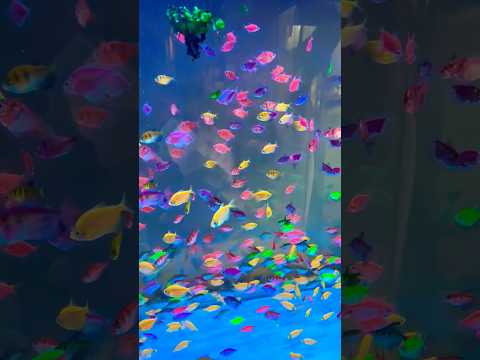 glow tetra fish || tetra fish tank set up #fish  #aquarium #viral #shorts
