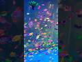 Glow Tetra Fish Tetra Fish Tank Set Up Fish Aquarium Viral Shorts