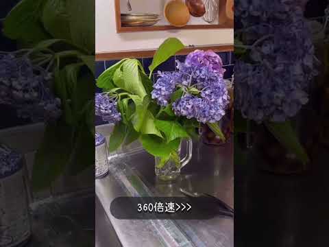 水をやりすぎたアジサイ、もう一度始めさせてもいいですか？あなたの植物を救うための4つの簡単なステップ!  庭園