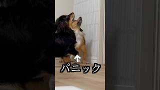 2階に行った飼い主が飼い主が玄関に現れたらパニックになった！！