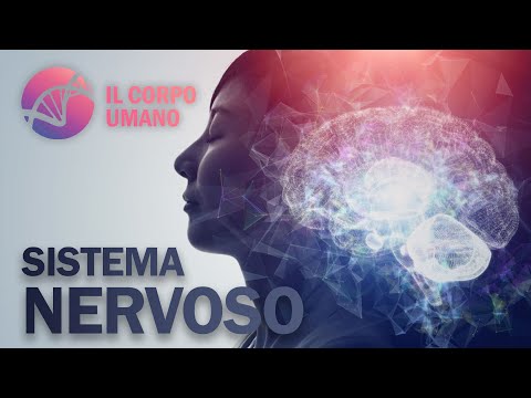 Il Sistema Nervoso (Riassunto) | Il Corpo Umano