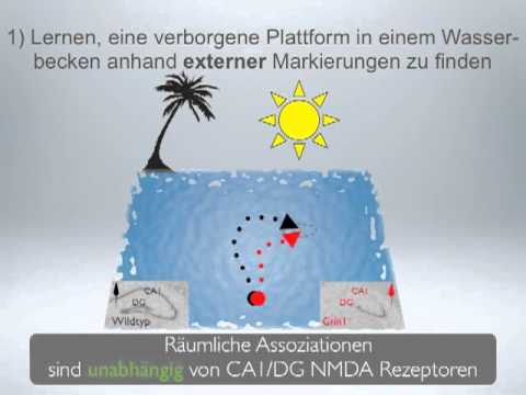 Der Hippocampus als Entscheidungsinstanz