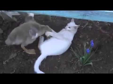 C .A -Beni Rahat Bırak