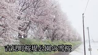吉見町さくら堤公園雪桜