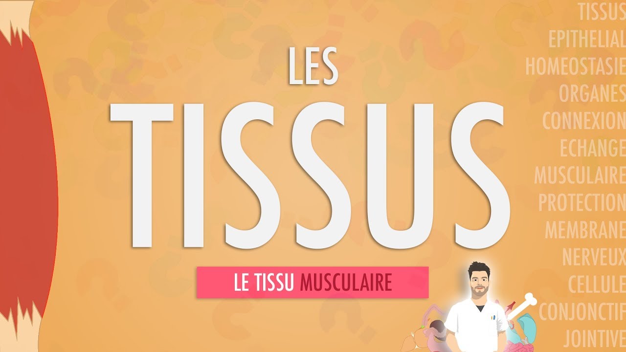 LES TISSUS: LE TISSU MUSCULAIRE (Partie 2)