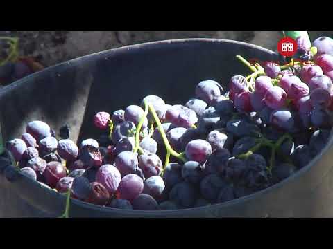 Quinta do Palame, um Vinho para quem gosta de Vinho
