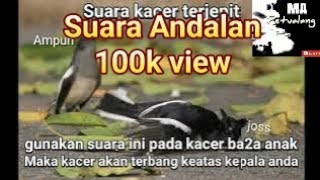 Download lagu Suara kacer keadaan terjepit untuk pikat kawanan kacer || singing magpie robin scream mp3