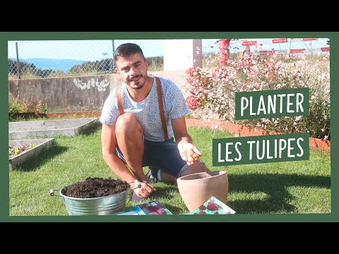 , title : 'Planter des tulipes en pot, comment faire mes trucs et astuces'