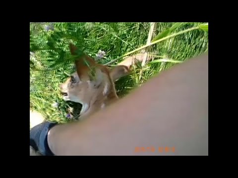 Reports of a fawn running back and forth across an interstate highway in Ohio led police on a hot pursuit to rescue the young deer and prevent any potential traffic accidents. (July 11)