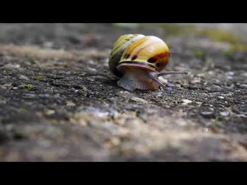 Song for the Snail