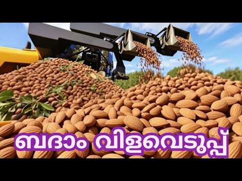 Technology of Cultivation and Harvest Almonds/ബദാം കൃഷിയുടെയും വിളവെടുപ്പിൻ്റെയും സങ്കേതിക വിദ്യ