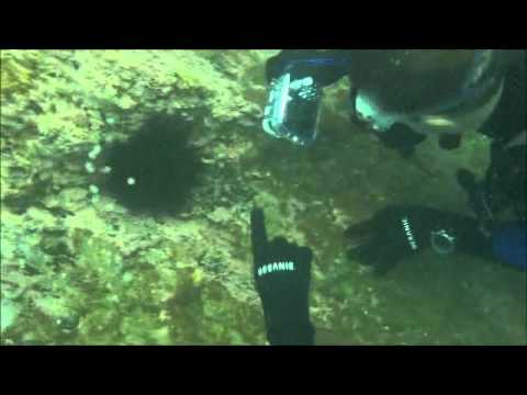 Scuba 30/12/2010 w/ Music