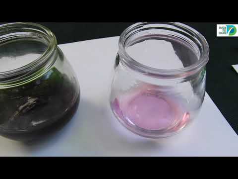 Estrazione della clorofilla e cromatografia