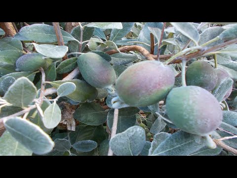 Fruitwood Nursery: Pineapple Guava Collection