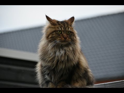 See My Maine Coon Grow Up In 8 Minutes!
