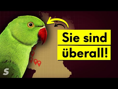Warum Deutschland voller Papageien ist
