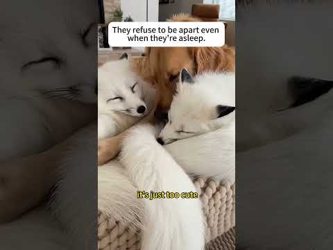 A fox just snatched my bag and bolted!#fox #animals #rescue #dog #shorts