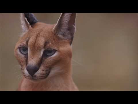 The Mystifying Caracal