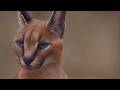The Mystifying Caracal