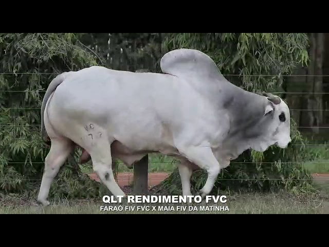 RENDIMIENTO - Nelore P.O.