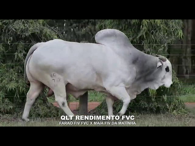 RENDIMIENTO -  Nelore P.O. 