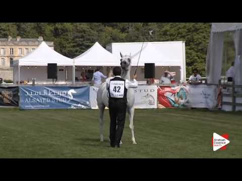 N.42 BINT TAHANIE - Chantilly 2015 AWC - Mares 7 years old and above (Class 5)