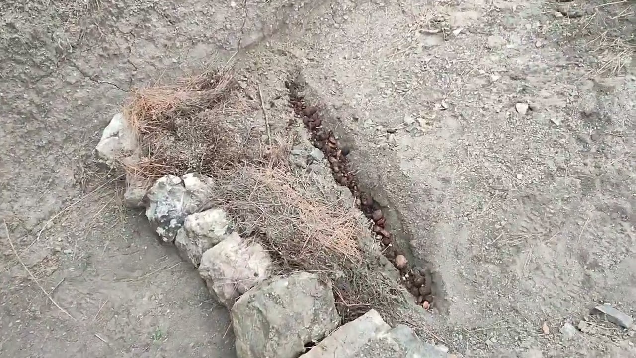 Продолжаю бороться с эрозией почвы в горах!