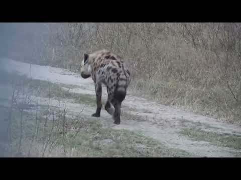 Djuma: Three Hyenas walk by the cam tree - 07:42 - 09/09/2023