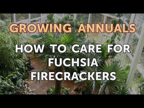 download lagu mp3 mp4 Fuchsia Firecracker Hardiness, download lagu Fuchsia Firecracker Hardiness gratis, unduh video klip Fuchsia Firecracker Hardiness