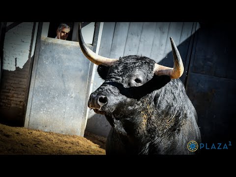 SORTEO | Novillada López Gibaja, novillada nocturna 4 julio