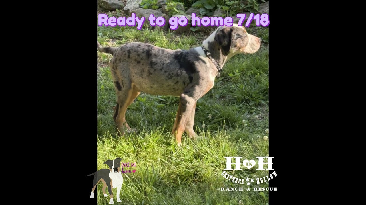 Enlarge Gumbo, a ADOPTABLE Catahoula Leopard Dog in Stewart, TN video 2/4