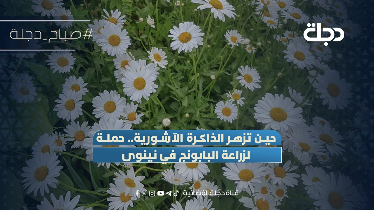 فيديو | حين تزهر الذاكرة الآشورية.. حملة لزراعة البابونج في نينوى