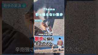 引っ張る犬との散歩が楽しくなった教え方