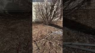 Durmant pruning a burning bush.