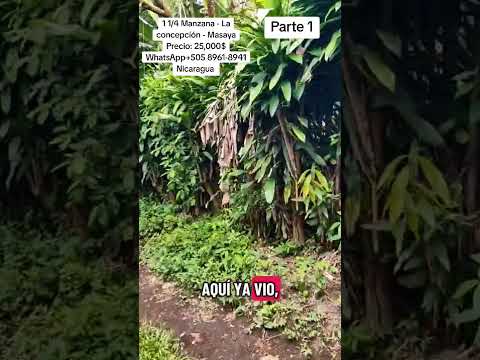 Disponible en la concepción Masaya, un excelente lugar para uir del ruido de la ciudad y descansar