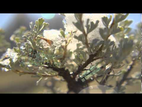 Thumbnail for Joy to the World video